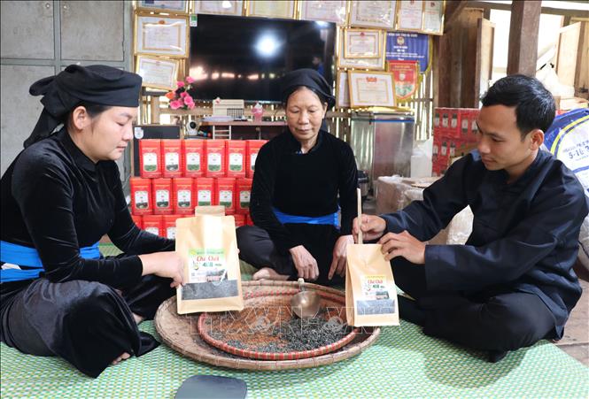 Lý Đức Dân, chàng trai người Tày cùng người dân tạo thương hiệu Chè Chốt 468 trên đỉnh Tây Côn Lĩnh (Tuyên Quang). Ảnh: Đức Thọ - TTXVN.