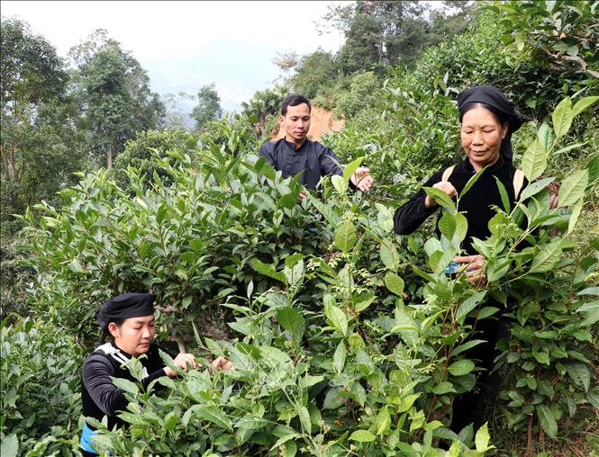 Lý Đức Dân, hàng trai người Tày đam mê khởi nghiệp với chè Shan tuyết trên đỉnh Tây Côn Lĩnh (Tuyên Quang). Ảnh: Đức Thọ - TTXVN.