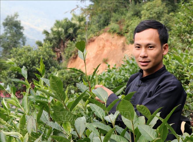 Lý Đức Dân, hàng trai người Tày đam mê khởi nghiệp với chè Shan tuyết trên đỉnh Tây Côn Lĩnh (Tuyên Quang). Ảnh: Đức Thọ - TTXVN.