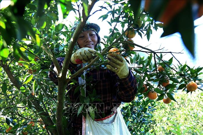 Local residents joyfully harvest Nam Son mandarins. Photo: Thanh Hai – VNA
