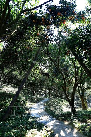 Winding paths through mandarin orchards create an attractive landscape for visitors. Photo: Thanh Hai – VNA