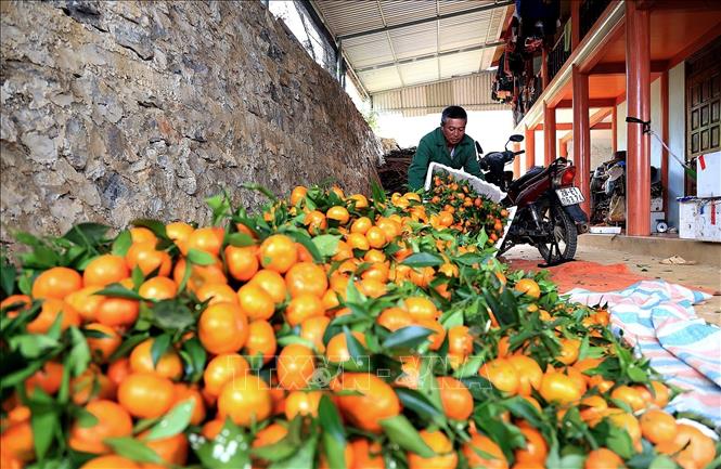 Residents gather harvested Nam Son mandarins at their homes. Photo: Thanh Hai – VNA