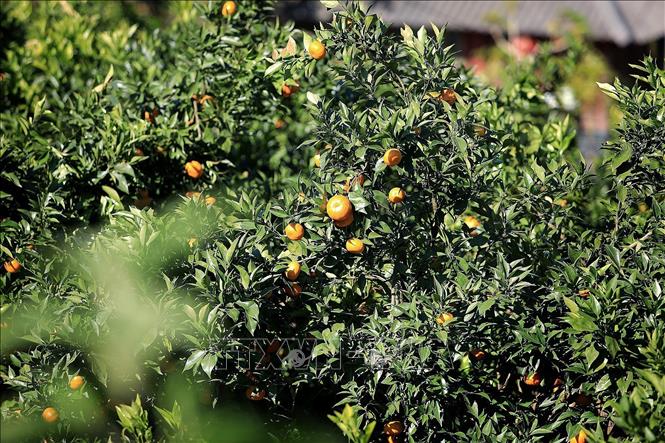 The 2025 Nam Son mandarin crop enjoys a good harvest with high quality and low pest incidence. Photo: Thanh Hai – VNA