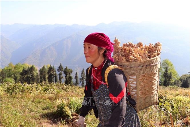 Người dân xã Lũng Cú, phấn khởi thu hoạch vụ gừng năng suất cao. Ảnh: Đức Thọ - TTXVN.