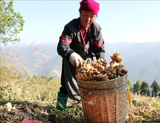 Người dân xã Lũng Cú, phấn khởi thu hoạch vụ gừng năng suất cao. Ảnh: Đức Thọ - TTXVN.