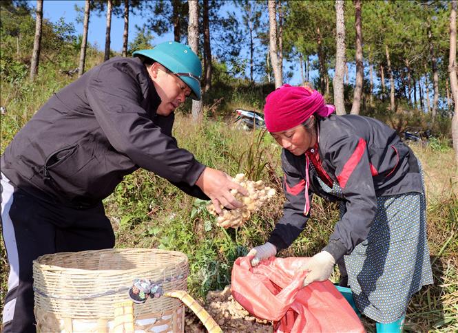 Người dân xã Lũng Cú, phấn khởi thu hoạch vụ gừng năng suất cao. Ảnh: Đức Thọ - TTXVN.
