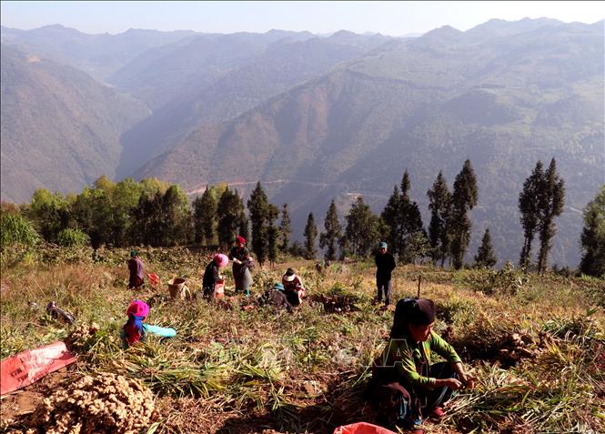 Người dân xã Lũng Cú, Tuyên Quang phấn khởi thu hoạch vụ gừng năng suất cao. Ảnh: Đức Thọ - TTXVN.