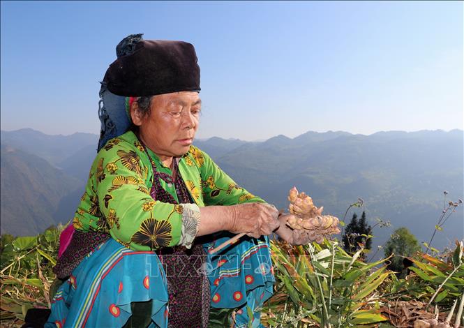 Người dân xã Lũng Cú, Tuyên Quang phấn khởi thu hoạch vụ gừng năng suất cao. Ảnh: Đức Thọ - TTXVN.