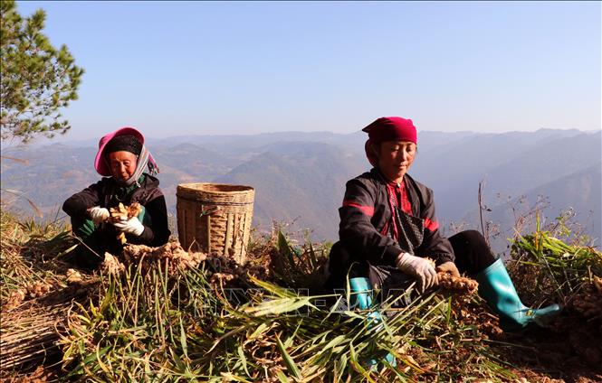 Người dân xã Lũng Cú, Tuyên Quang phấn khởi thu hoạch vụ gừng năng suất cao. Ảnh: Đức Thọ - TTXVN.