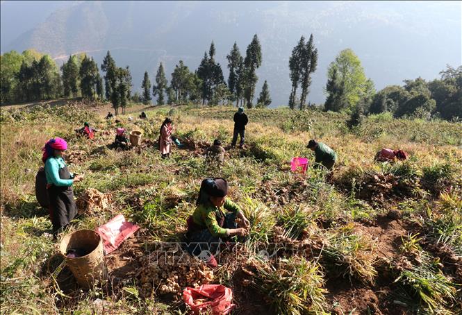 Người dân xã Lũng Cú, Tuyên Quang phấn khởi thu hoạch vụ gừng năng suất cao. Ảnh: Đức Thọ - TTXVN.