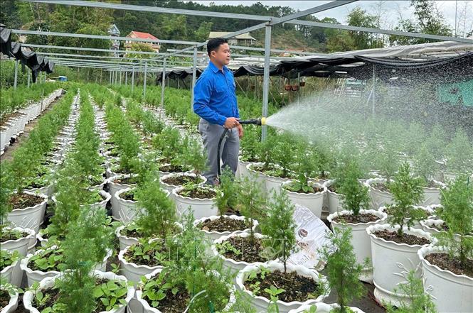 Hoàng Ngọc Vũ (sinh năm 1993, dân tộc Tày, xã Đình Lập, tỉnh Lạng Sơn) xây dựng mô hình “Vườn ươm Hoàng đàn tuyết Lạng Sơn” doanh thu năm 2025 đạt 2,1 tỷ đồng. Ảnh: TTXVN phát