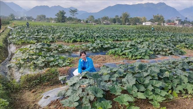 Tổ hợp tác trồng ớt xuất khẩu do Hà Thị Vỹ, Bí thư Đoàn phường Cầu Thia, tỉnh Lào Cai làm tổ tưởng đã có sản lượng đạt 450–500 tấn/năm, tổng doanh thu trên 3 tỷ đồng, tạo việc làm thường xuyên cho 60–80 thanh niên nông thôn. Ảnh: TTXVN phát