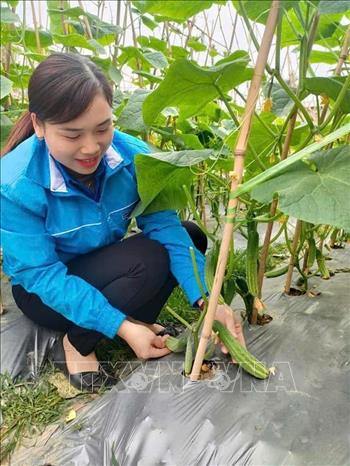 Hà Thị Vỹ (sinh năm 1991, dân tộc Tày), Bí thư Đoàn phường Cầu Thia, tỉnh Lào Cai vận động đồng bào dân tộc trồng dưa chuột, diện tích đạt 1,2ha, thu nhập 400 triệu đồng/ha/năm. Ảnh: TTXVN phát