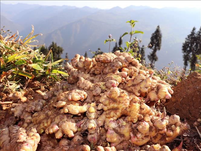 Vụ gừng năng suất cao ở xã Lũng Cú (Tuyên Quang). Ảnh: Đức Thọ - TTXVN.