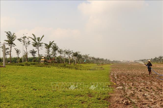 Người lao động tưới nước cho thảm cỏ và cây vừa trồng ở khoảng giữa của tuyến giao thông kết nối sân bay Long Thành. Ảnh: Công Phong - TTXVN