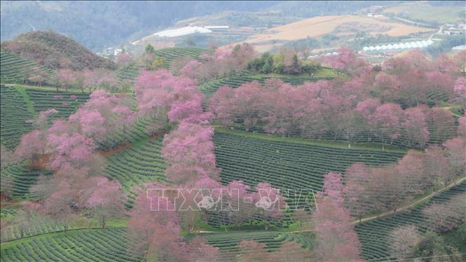 Cherry blossoms bloom vibrantly, tinting a corner of the Northwestern sky pink. Photo: Huong Thu – VNA