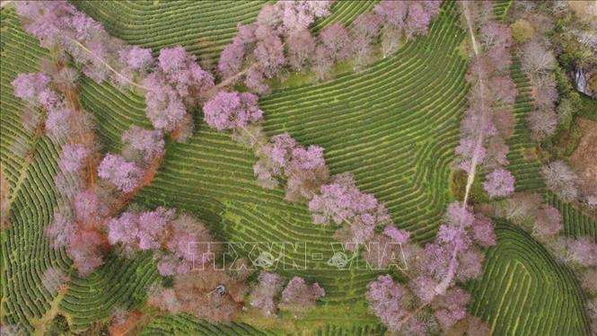 Cherry blossoms bloom vibrantly, tinting a corner of the Northwestern sky pink. Photo: Huong Thu – VNA