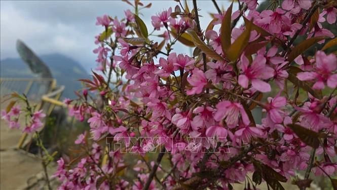 Cherry blossoms in full, radiant bloom. Photo: Huong Thu – VNA