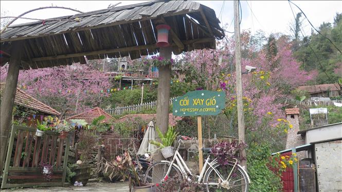 Cherry blossoms brighten Sa Pa in full splendor. Photo: Huong Thu – VNA