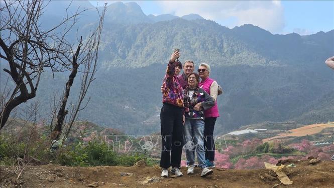 Foreign tourists check in with cherry blossoms on O Quy Ho Pass, Sa Pa. Photo: Huong Thu – VNA