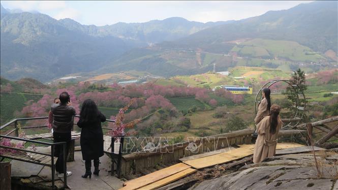 Visitors check in at the cherry blossom garden near O Quy Ho Pass, Sa Pa. Photo: Huong Thu – VNA