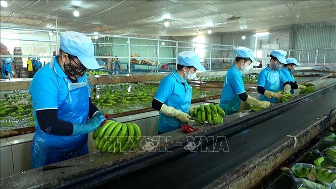 Preprocessing bananas for export at the Gia Lai Livestock JSC in Gia Lai province. VNA Photo: Hoài Nam 