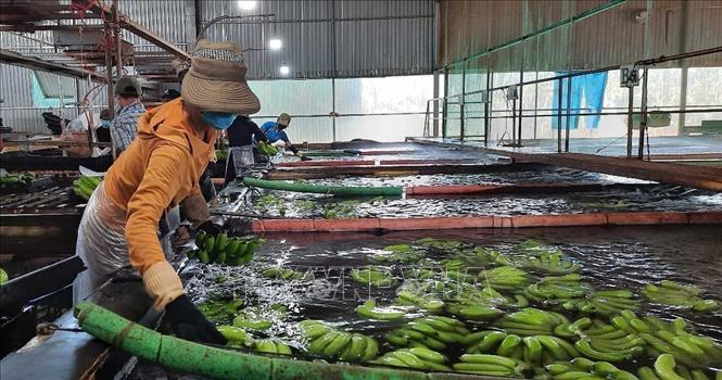 Preprocessing bananas for export at the Hung Son High-Tech Agriculture JSC in Gia Lai province. VNA Photo: Hoài Nam 