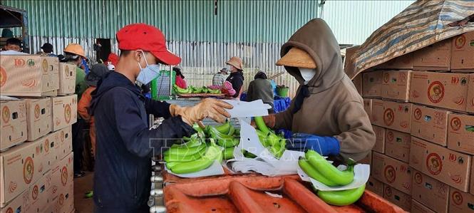 Preprocessing bananas for export at the Hung Son High-Tech Agriculture JSC in Gia Lai province. VNA Photo: Hoài Nam 