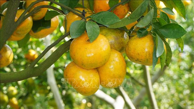 Quýt hồng bắt đầu chín là thời điểm nhà vườn kinh doanh dịch vụ du lịch. Ảnh: Nhựt An - TTXVN                               