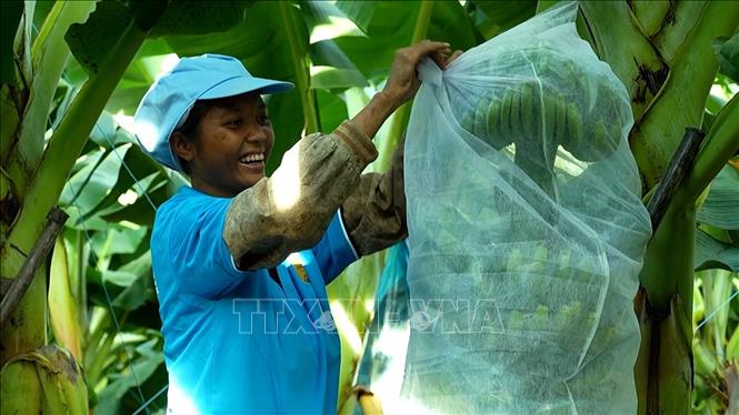 Banana plantation of the Gia Lai Livestock JSC in Gia Lai province. VNA Photo: Hoài Nam 