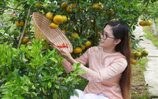 Du khách chụp ảnh check-in tại Điểm tham quan vườn quýt hồng Bá Chuốt (xã Lai Vung, tỉnh Đồng Tháp). Ảnh: Nhựt An - TTXVN