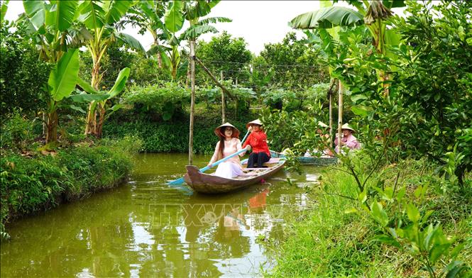 Du khách tham quan, trải nghiệm bơi xuồng tại Vườn quýt hồng Bá Chuốt (xã Lai Vung, tỉnh Đồng Tháp). Ảnh: Nhựt An - TTXVN