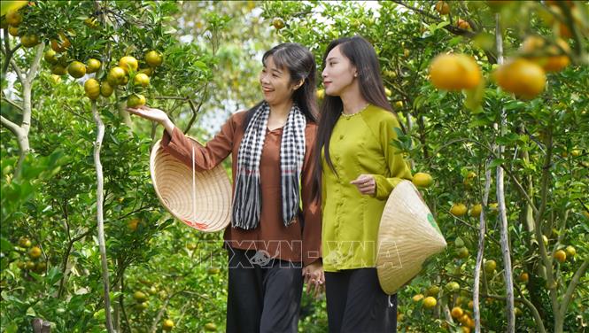 Vườn quýt hồng Hai Kiệt (xã Hòa Long, tỉnh Đồng Tháp)  mở cửa đón khách tham quan, chụp ảnh. Ảnh: Nhựt An - TTXVN                              