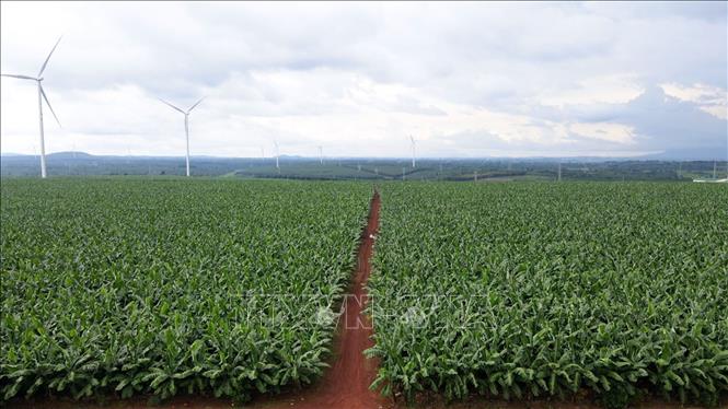  A banana plantation of the Hung Son High-tech Agriculture JSC in Gia Lai province. VNA Photo: Hoài Nam 