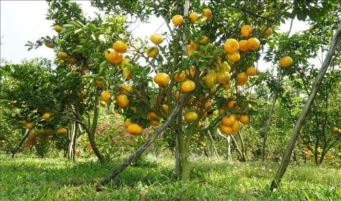 Điểm tham quan vườn quýt hồng Hai Kiệt (xã Hòa Long, tỉnh Đồng Tháp) rộng 5.000m2, quả sai trĩu cành và chín vàng. Ảnh: Nhựt An - TTXVN