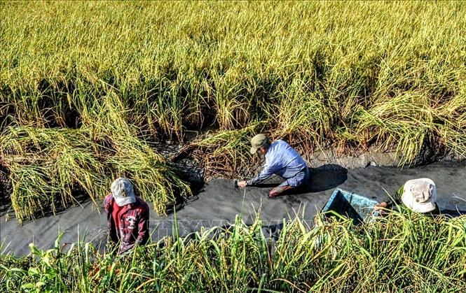 Nông dân Cà Mau thu hoạch tôm càng xanh thả xen canh trong ruộng lúa. Ảnh: TTXVN phát