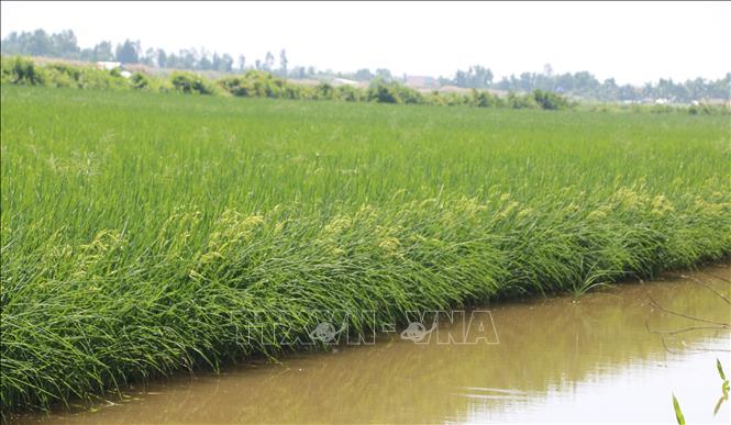 Vụ lúa trên đất tôm năm 2025 – 2026, xã Ninh Thanh Lợi (tỉnh Cà Mau), gieo sạ gần 2 nghìn ha, lúa trong giai đoạn trổ bông, sinh trưởng và phát triển tốt. Ảnh: Tuấn Kiệt – TTXVN