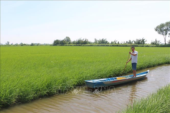 Mô hình xen canh kết hợp giữa cây lúa - con tôm không chỉ giúp nông dân nâng cao thu nhập trên cùng một đơn vị diện tích đất canh tác mà còn tạo ra nông sản sạch, thân thiện với môi trường. Ảnh: Tuấn Kiệt – TTXVN