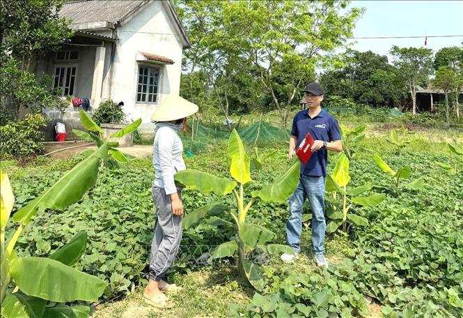 Dự án đã xây dựng và triển khai hiệu quả các mô hình hỗ trợ sinh kế mang tính bền vững cho đồng bào dân tộc thiểu số Bru – Vân Kiều xã Kim Ngân. Ảnh: TTXVN phát