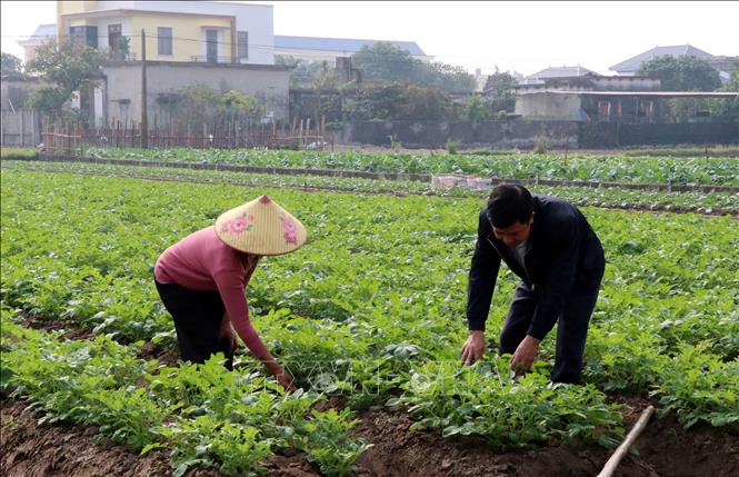 Xã Giao Ninh (tỉnh Ninh Bình) có 560ha diện tích cây vụ đông, trồng chủ yếu cây khoai tây. Ảnh: Nguyễn Lành - TTXVN 