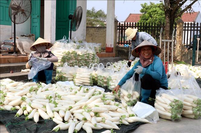 Củ cải được mùa với năng suất 278 tạ/ha, giá củ cải cao gấp đôi mọi năm khiến bà con xã Giao Ninh (tỉnh Ninh Bình) rất phấn khởi. Ảnh: Nguyễn Lành - TTXVN 