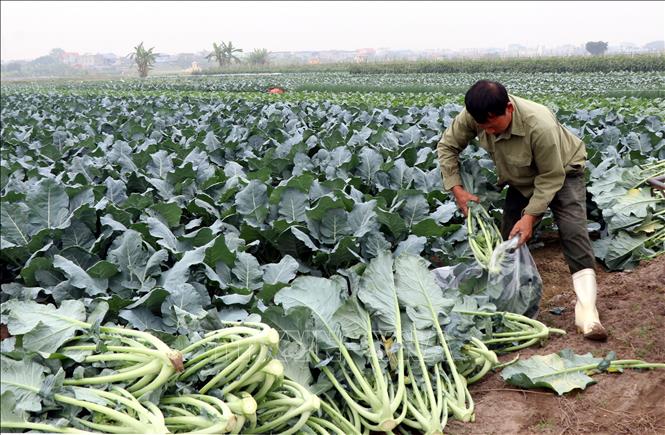 Cây súp lơ tại xã Nam Minh (tỉnh Ninh Bình) bắt đầu cho thu hoạch với giá bán cao gấp đôi mọi năm. Ảnh: Nguyễn Lành - TTXVN 