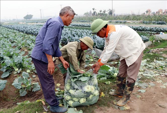 Nông dân Nam Minh (tỉnh Ninh Bình) đóng gói su hào xuất bán cho các đại lý thu mua trong xã. Ảnh: Nguyễn Lành - TTXVN 