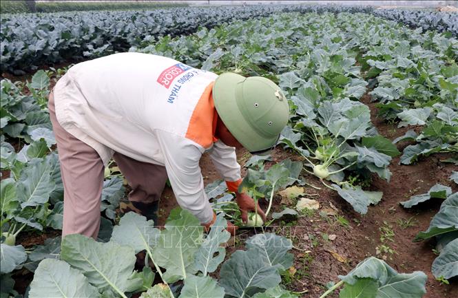 Nông dân xã Nam Minh (tỉnh Ninh Bình) thu hoạch su hào. Ảnh: Nguyễn Lành - TTXVN 