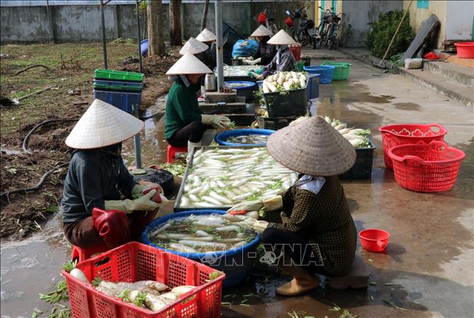 Người dân xã Giao Ninh (tỉnh Ninh Bình) sơ chế củ cải trước khi xuất bán. Ảnh: Nguyễn Lành - TTXVN 