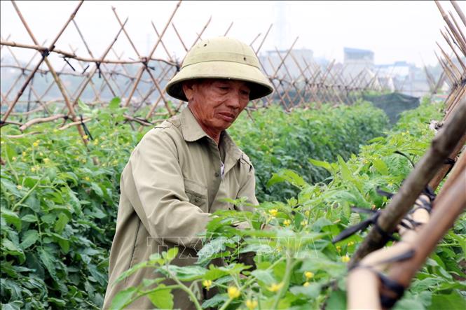 Nông dân xã Nam Minh (tỉnh Ninh Bình) chăm sóc cây cà chua. Ảnh: Nguyễn Lành - TTXVN 