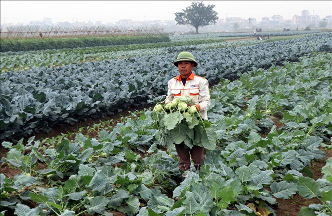 Xã Nam Minh (tỉnh Ninh Bình) có khoảng 164ha diện tích canh tác rau màu vụ đông mang lại hiệu quả kinh tế cao. Ảnh: Nguyễn Lành - TTXVN 