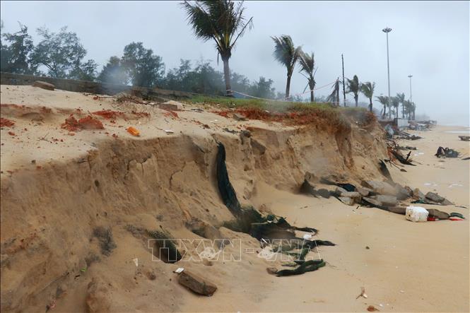 Các đợt mưa bão khiến tình trạng sạt lở ở bãi tắm cộng đồng Trung Giang diễn biến phức tạp. Ảnh: Tường Vi - TTXVN 