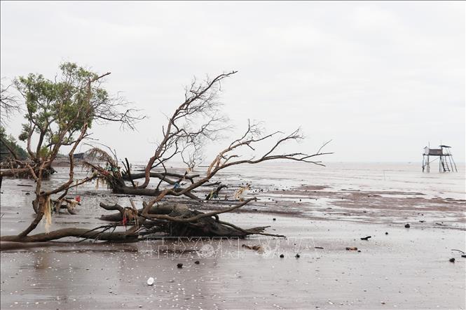 Đai rừng phòng hộ biển Gò Công trước kia dày vài chục mét, nay bị sóng biển làm xói lở nghiêm trọng. Ảnh: Hữu Chí - TTXVN