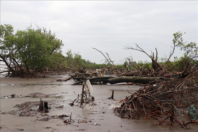 Nếu không có giải pháp bảo vệ, đai rừng phòng hộ tuyến đê biển Gò Công sẽ biến mất trong tương lai. Ảnh: Hữu Chí - TTXVN